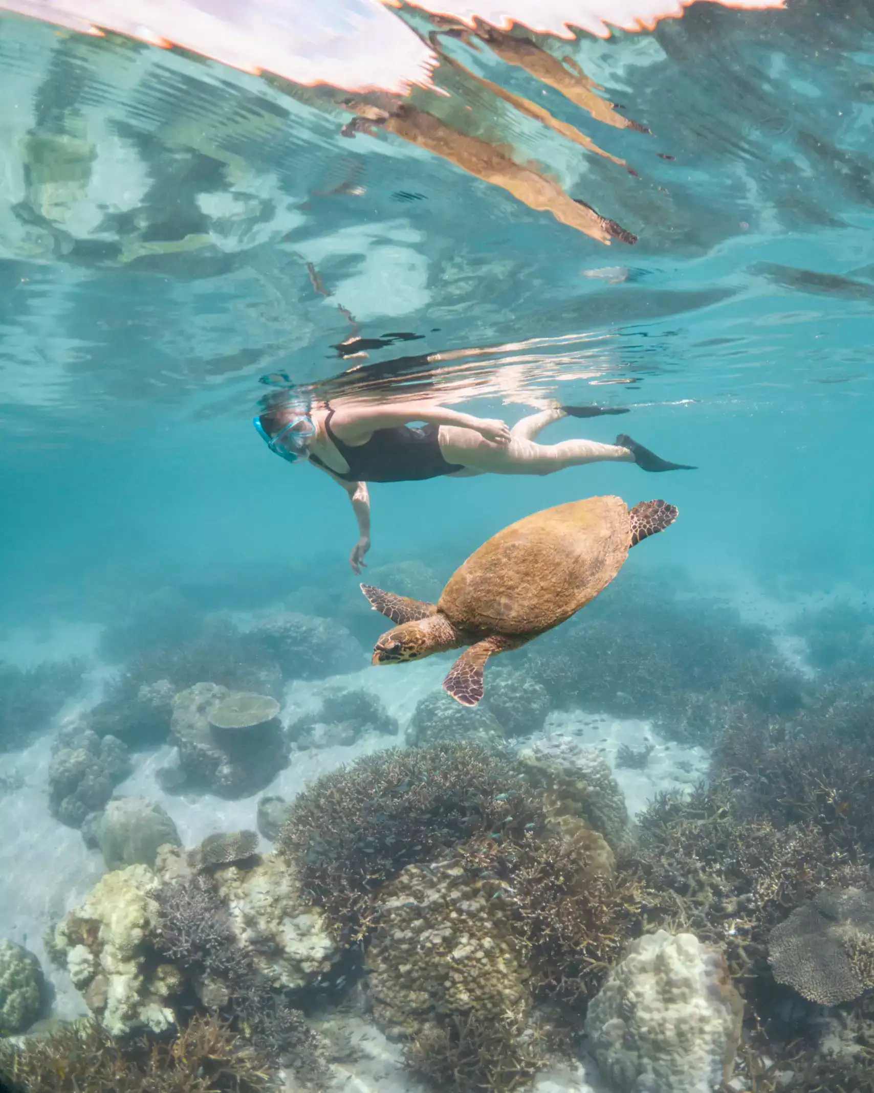 Snorkelling alongside a sea turtle over coral reef, Madagascar