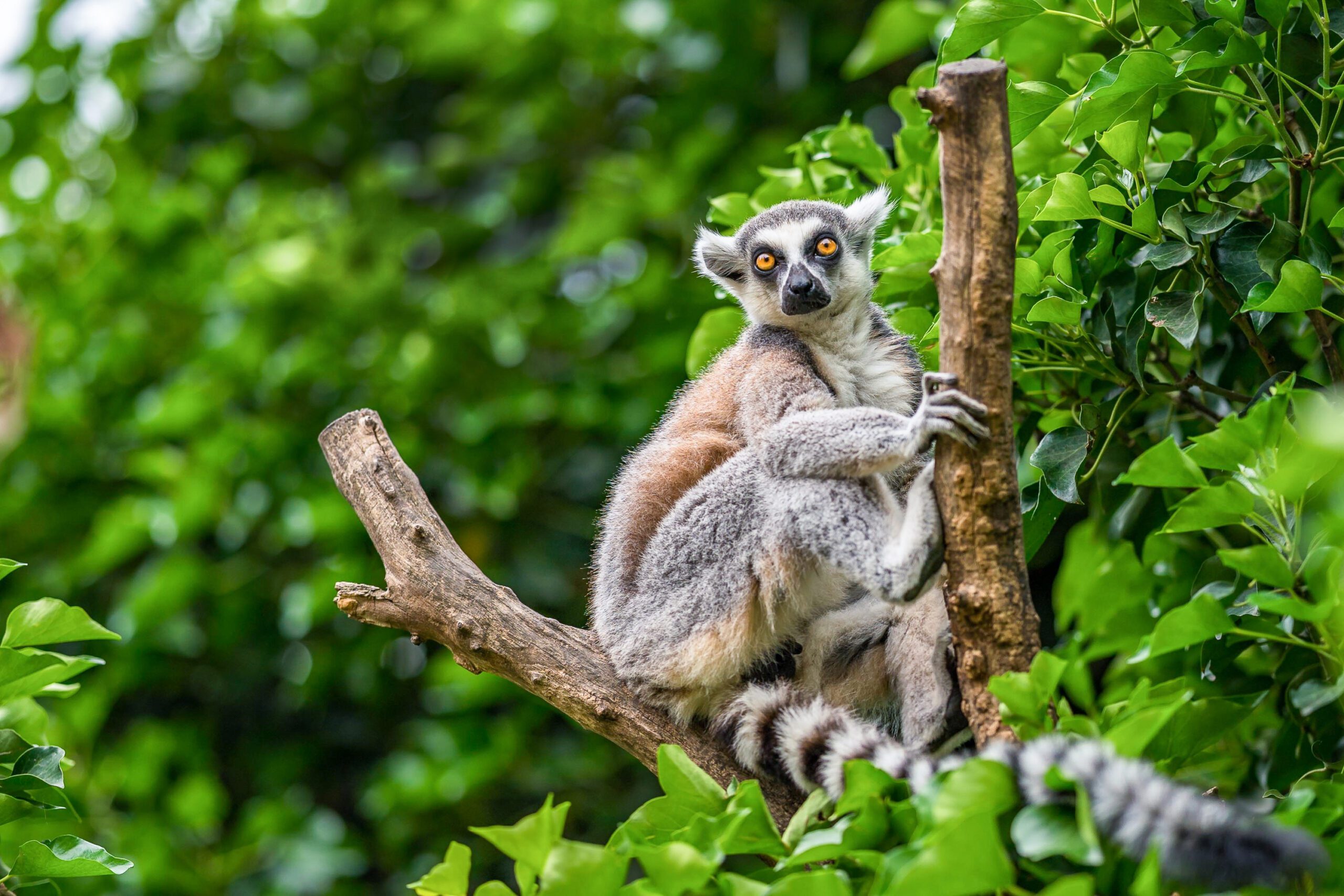 Close-up of a ring-tailed lemur with amber eyes, Madagascar