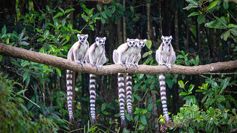 Ring-tailed lemurs perched along a branch, Madagascar