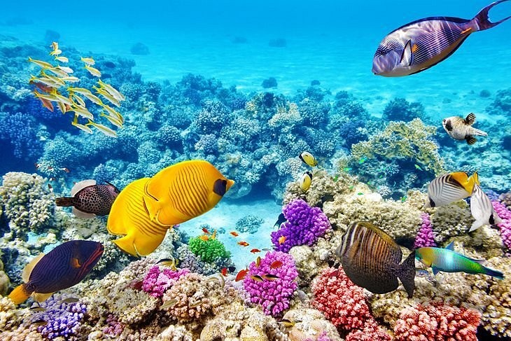 Coral reef teeming with tropical fish within the protected waters of the Bazaruto Archipelago Marine Park
