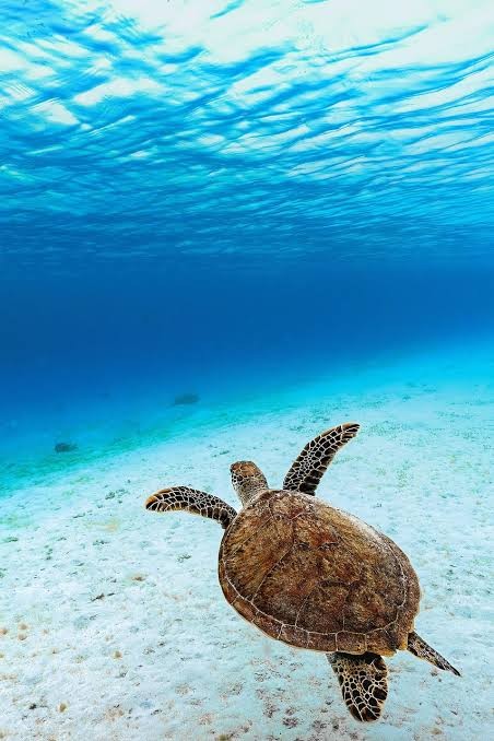 A green sea turtle gliding over the seabed within the Bazaruto Archipelago Marine Park