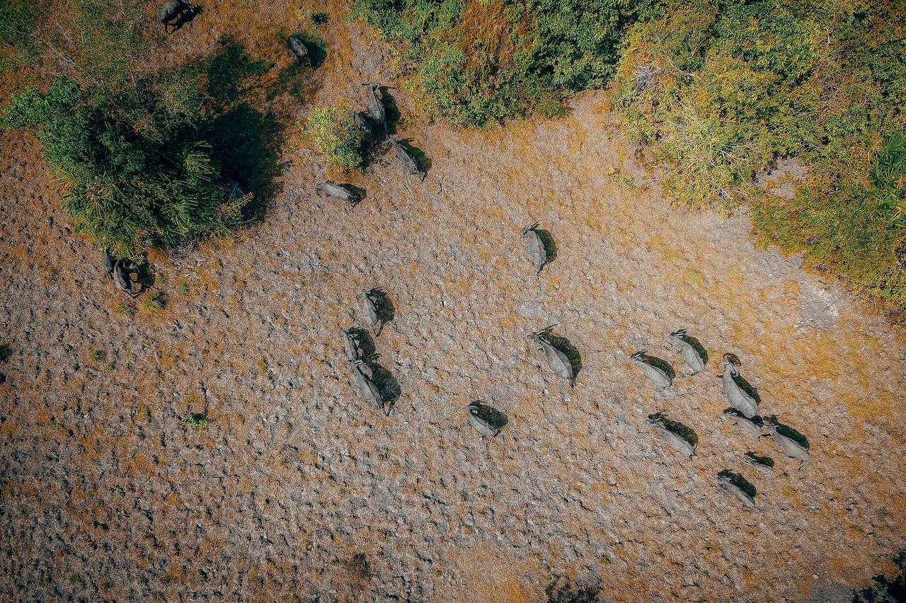 Aerial view of an elephant herd moving through woodland, part of an African wildlife photography safari