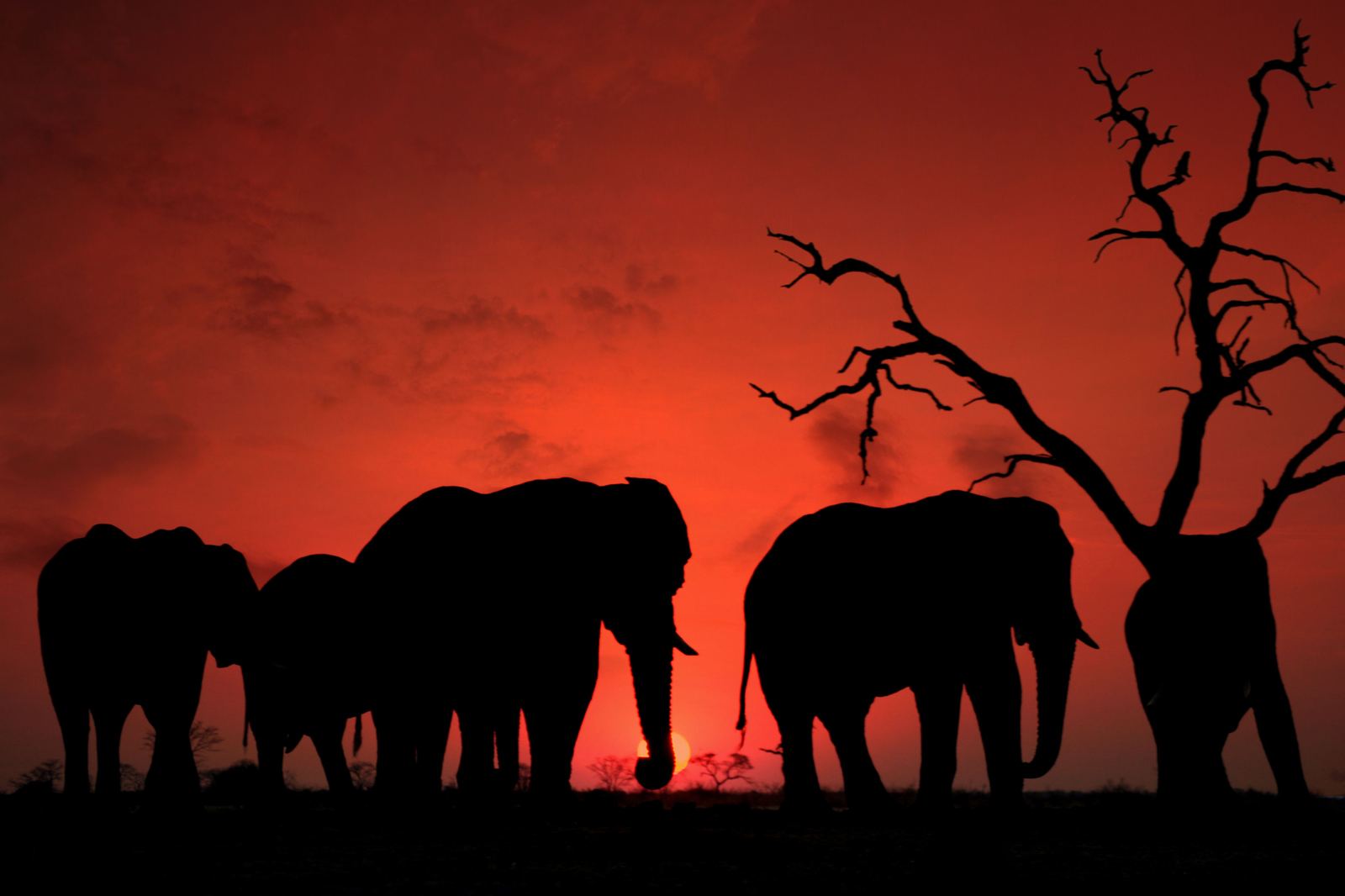 An elephant herd silhouetted at sunset in Gorongosa National Park, Mozambique — one of Africa's great wildlife recovery stories