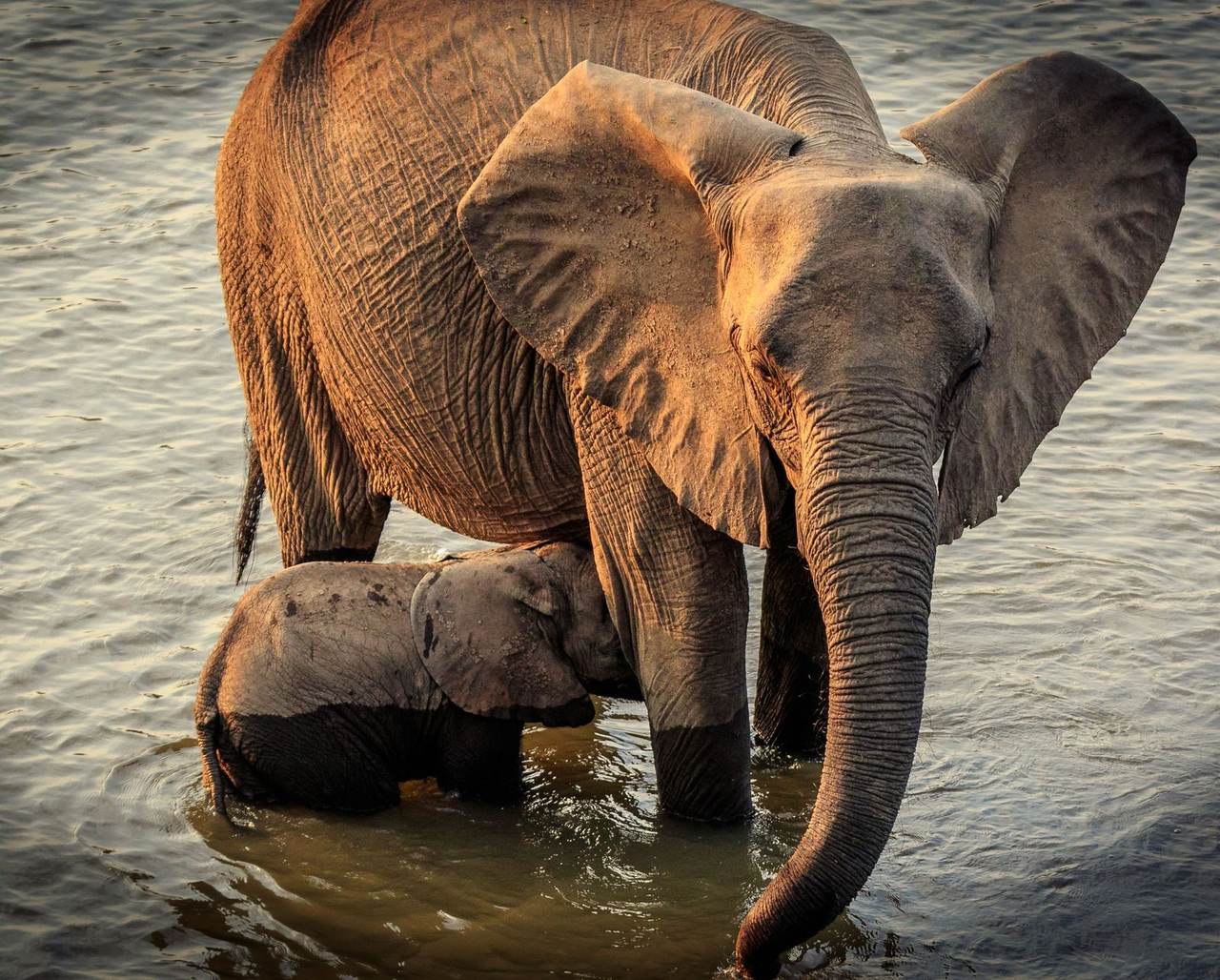 An elephant mother and calf in the shallows, a highlight of family safari packages in Africa