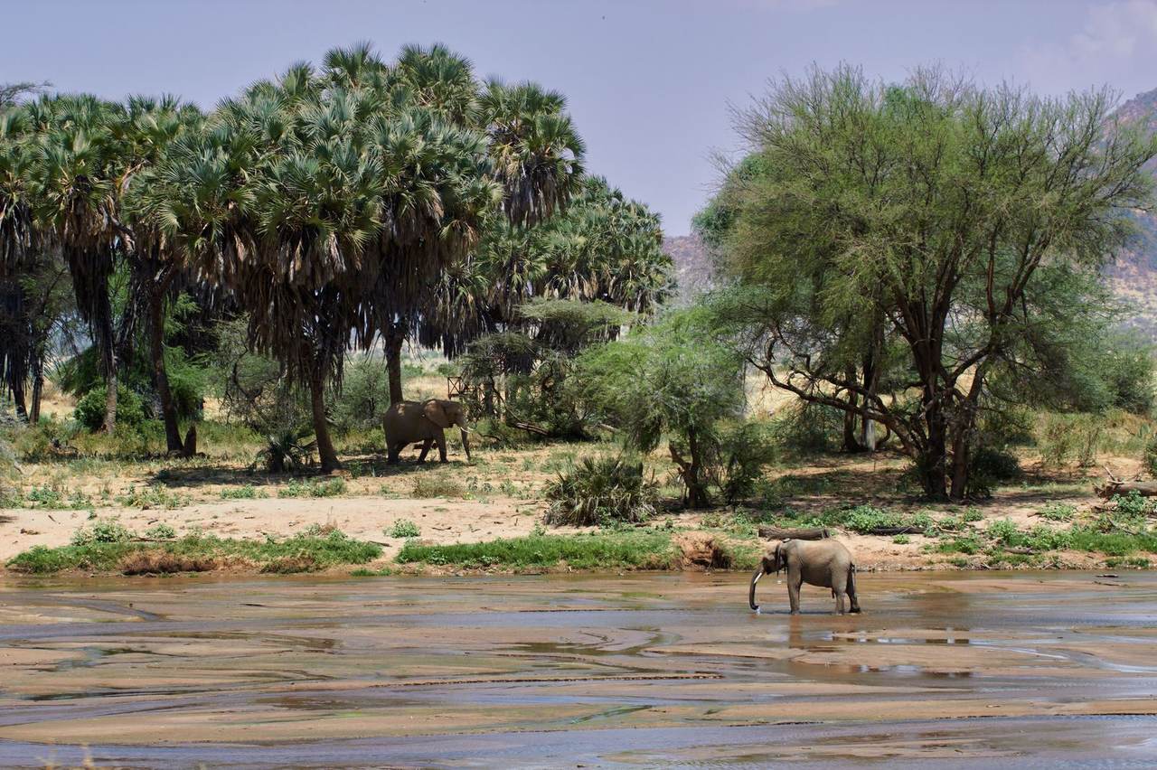 Elephants at a river crossing beneath doum palms on a private African safari itinerary