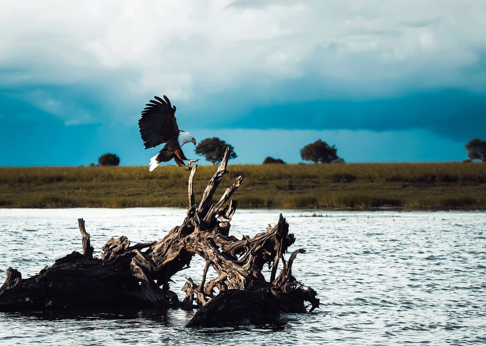 An African fish eagle landing on a dead tree — a favorite sighting on bird watching safaris in Africa