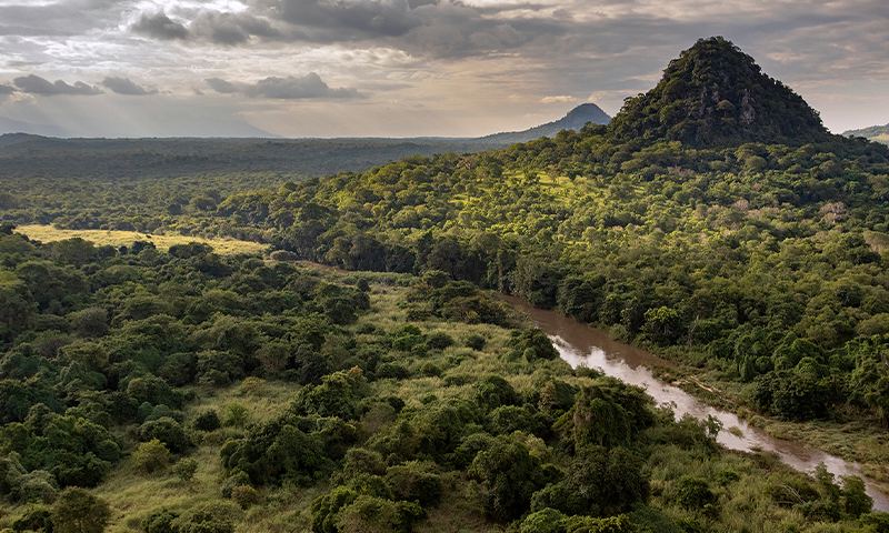 Aerial view of a river winding through Mount Gorongosa's forested landscape in Mozambique