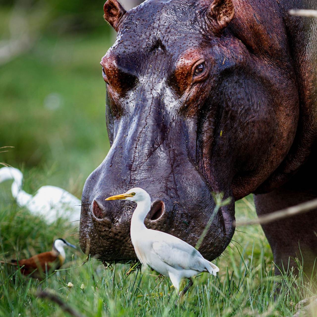 A hippo with cattle egrets, a common Big Five and birdlife sighting on an African safari game drive