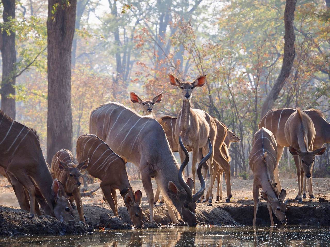 A kudu herd drinking at a forest waterhole on a guided African wildlife photography tour