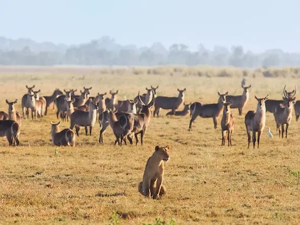 A lioness watching a waterbuck herd in Gorongosa National Park, evidence of the park's returning predator population