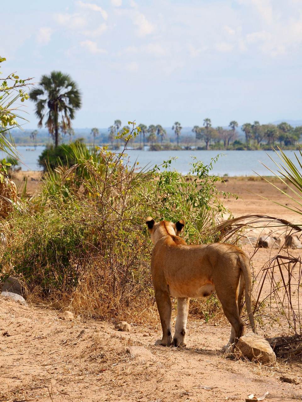 A lioness on a private walking safari route near a lake in a Mozambique wildlife reserve