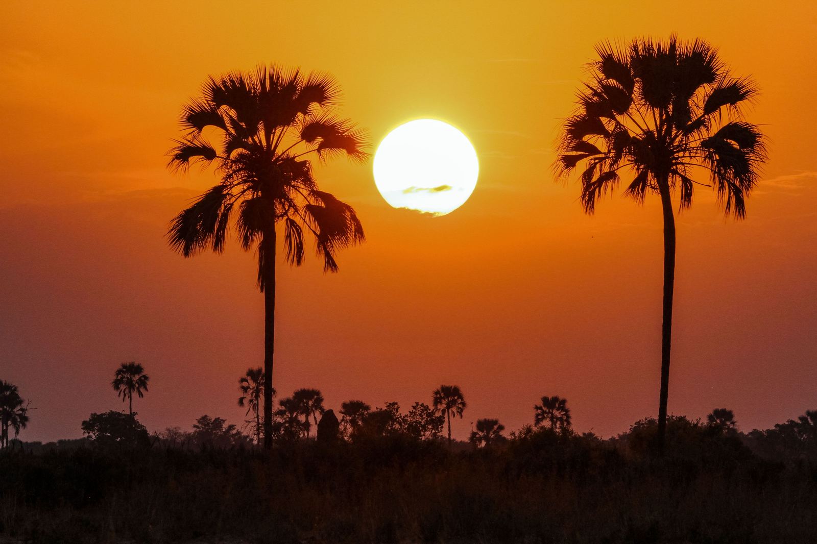 Doum palms silhouetted at sunset, a scene typical of a private African safari itinerary
