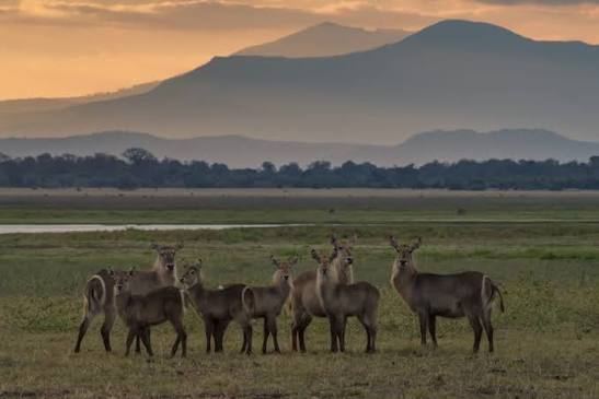 A waterbuck herd at dusk in Gorongosa National Park, part of the park's Big Five safari wildlife recovery, Mozambique