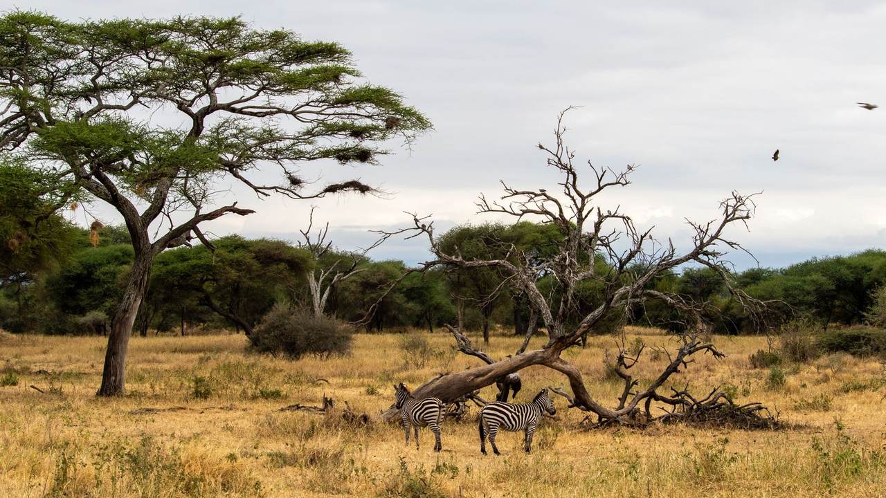 Zebras beneath an acacia tree, part of a custom African safari planner's Big Five game drive route