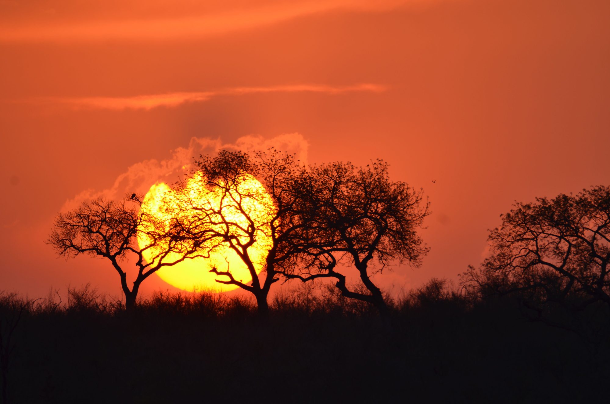 A blazing sunset behind acacia trees on the South Luangwa plains