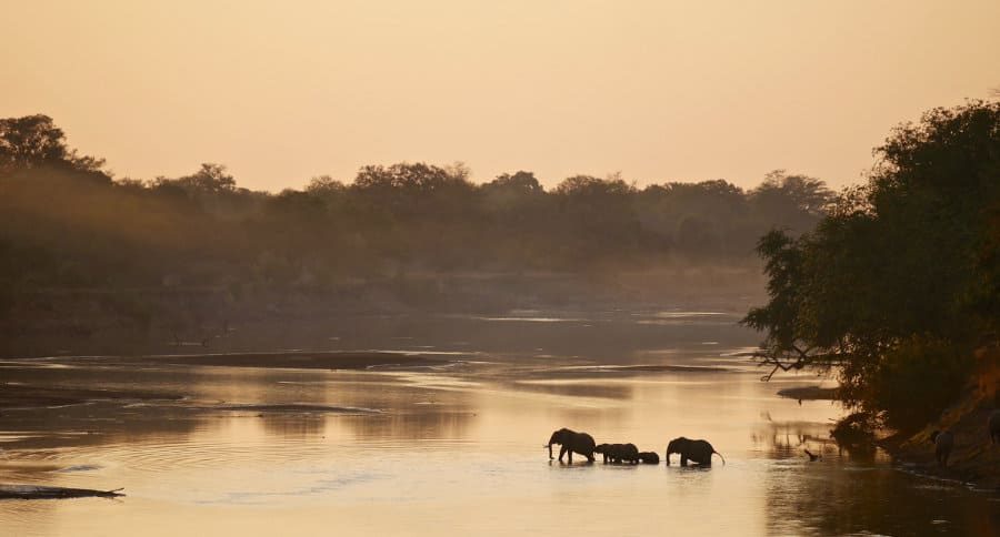 Elephants crossing the Luangwa River at dusk, South Luangwa, Zambia