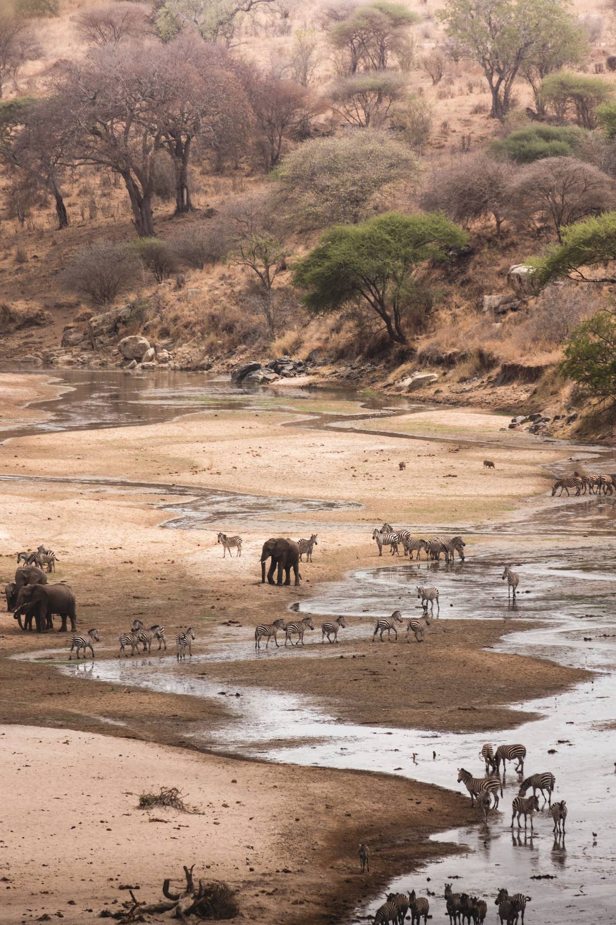 Elephants and zebra herds crossing the braided dry-season riverbed of South Luangwa