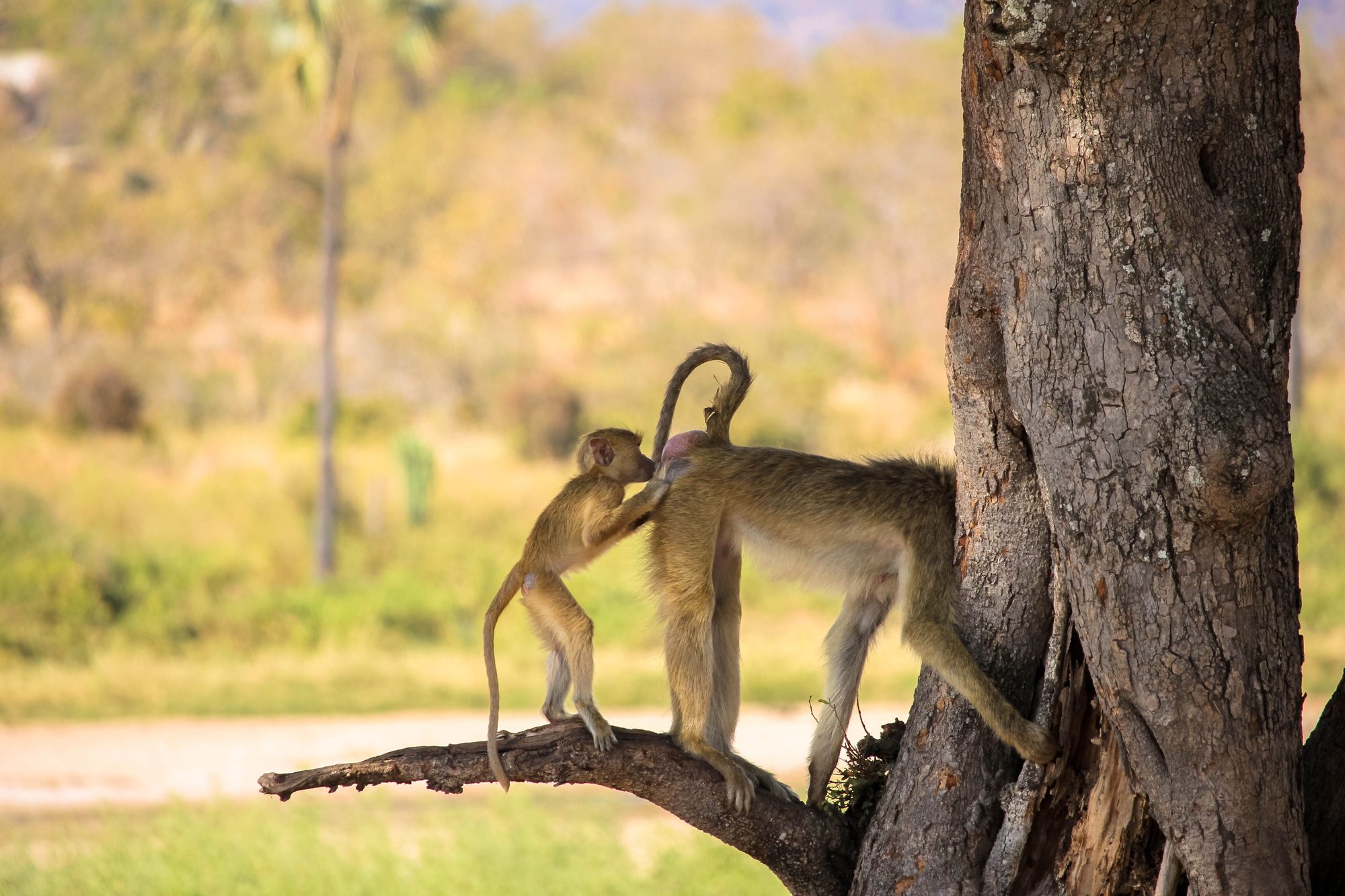 A baby baboon grooming an adult on a tree branch, South Luangwa