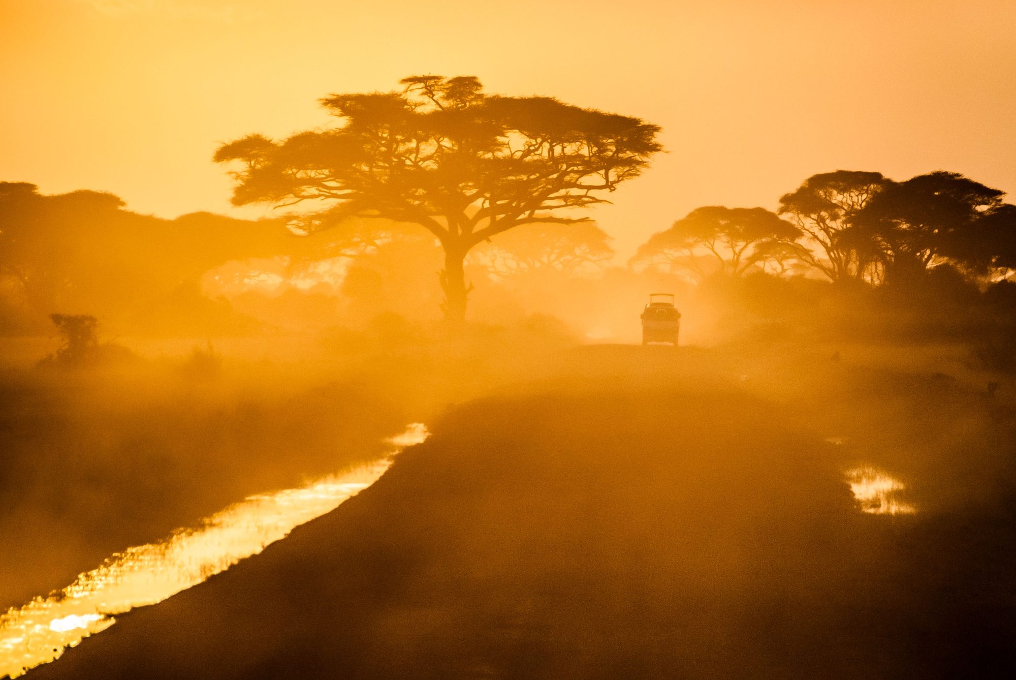 A dusty safari vehicle passing beneath an acacia tree at golden hour, South Luangwa