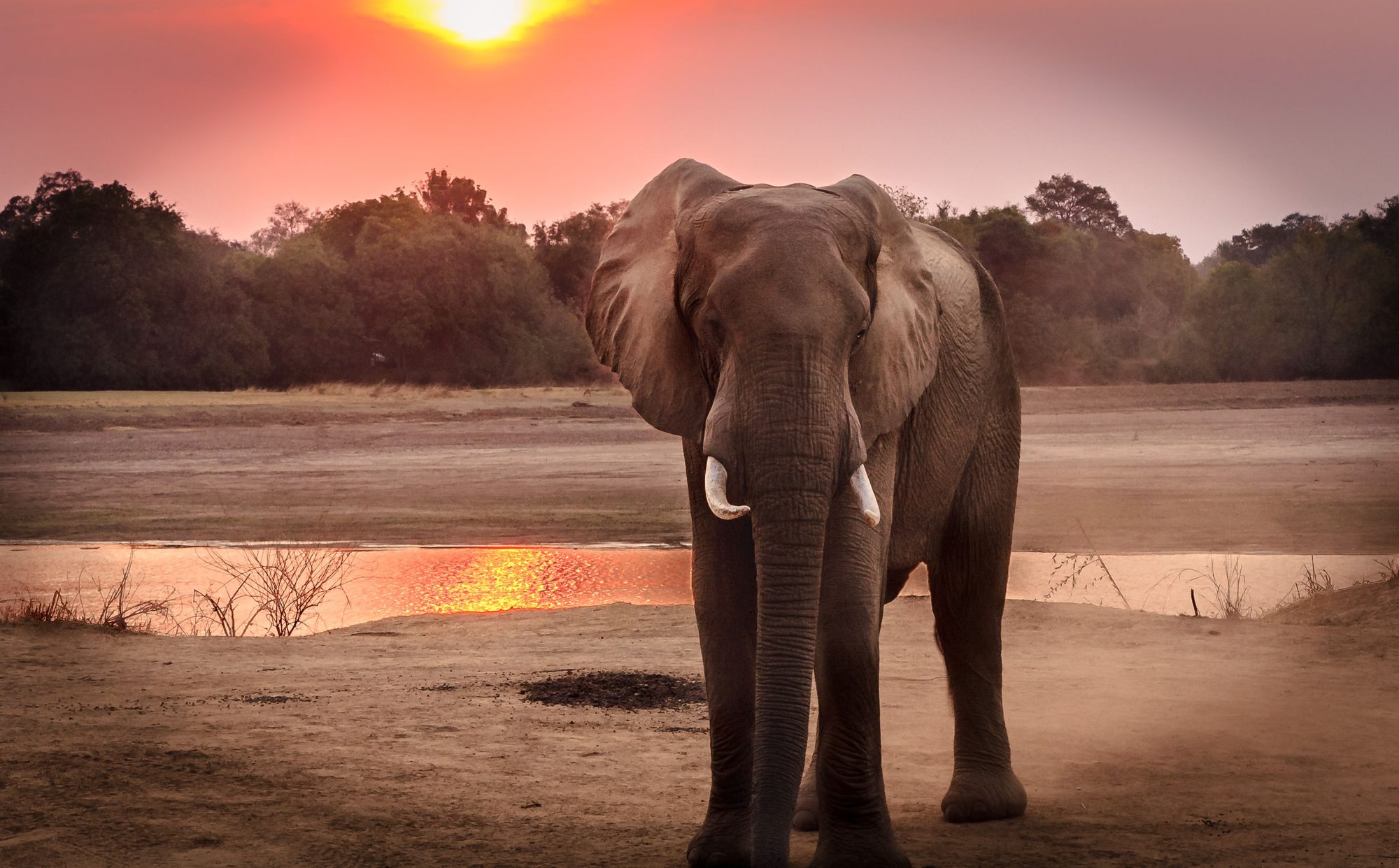 A lone elephant bull facing the camera at sunset by a Luangwa waterhole