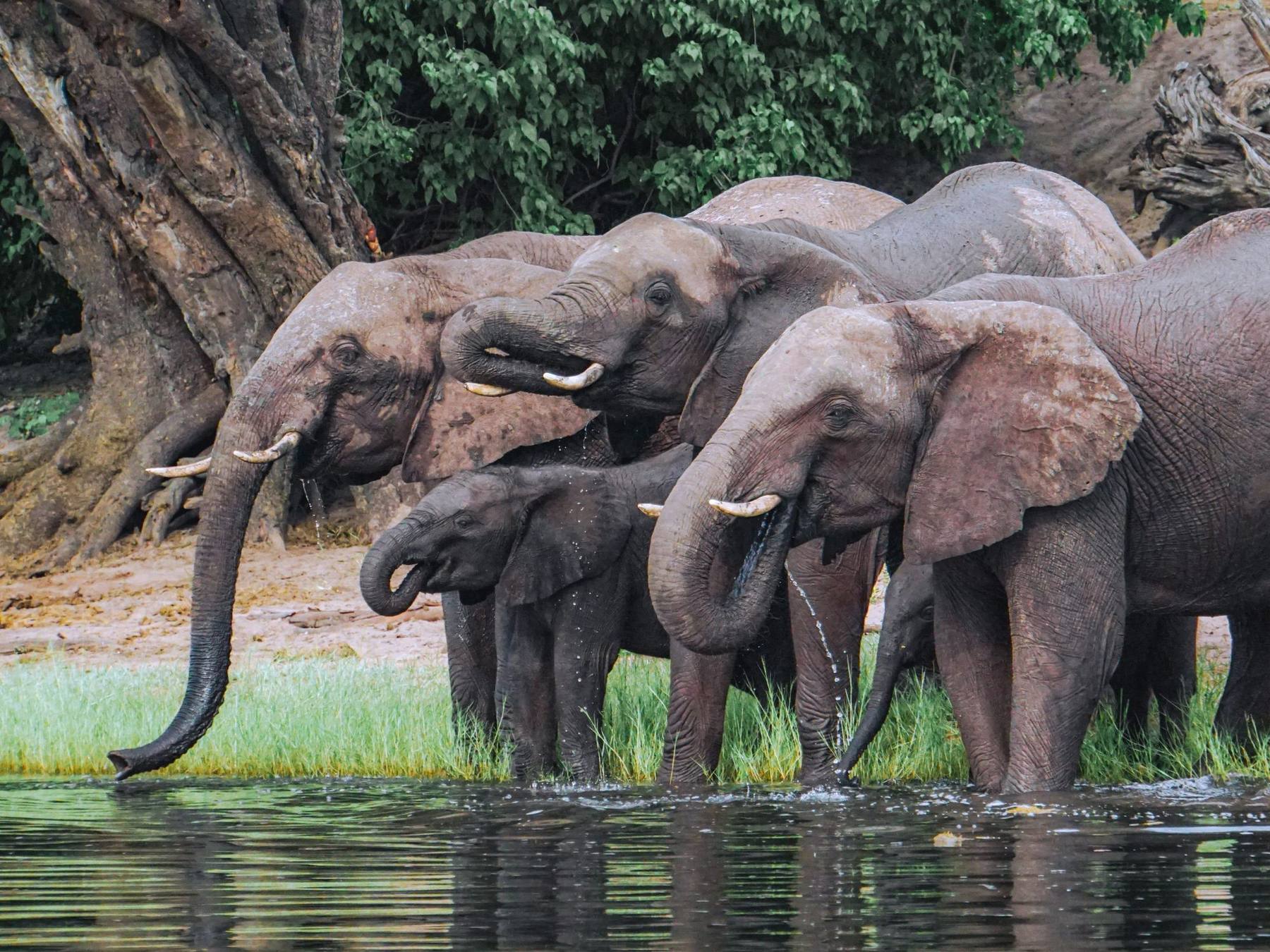 A family of elephants drinking together at the riverbank, South Luangwa