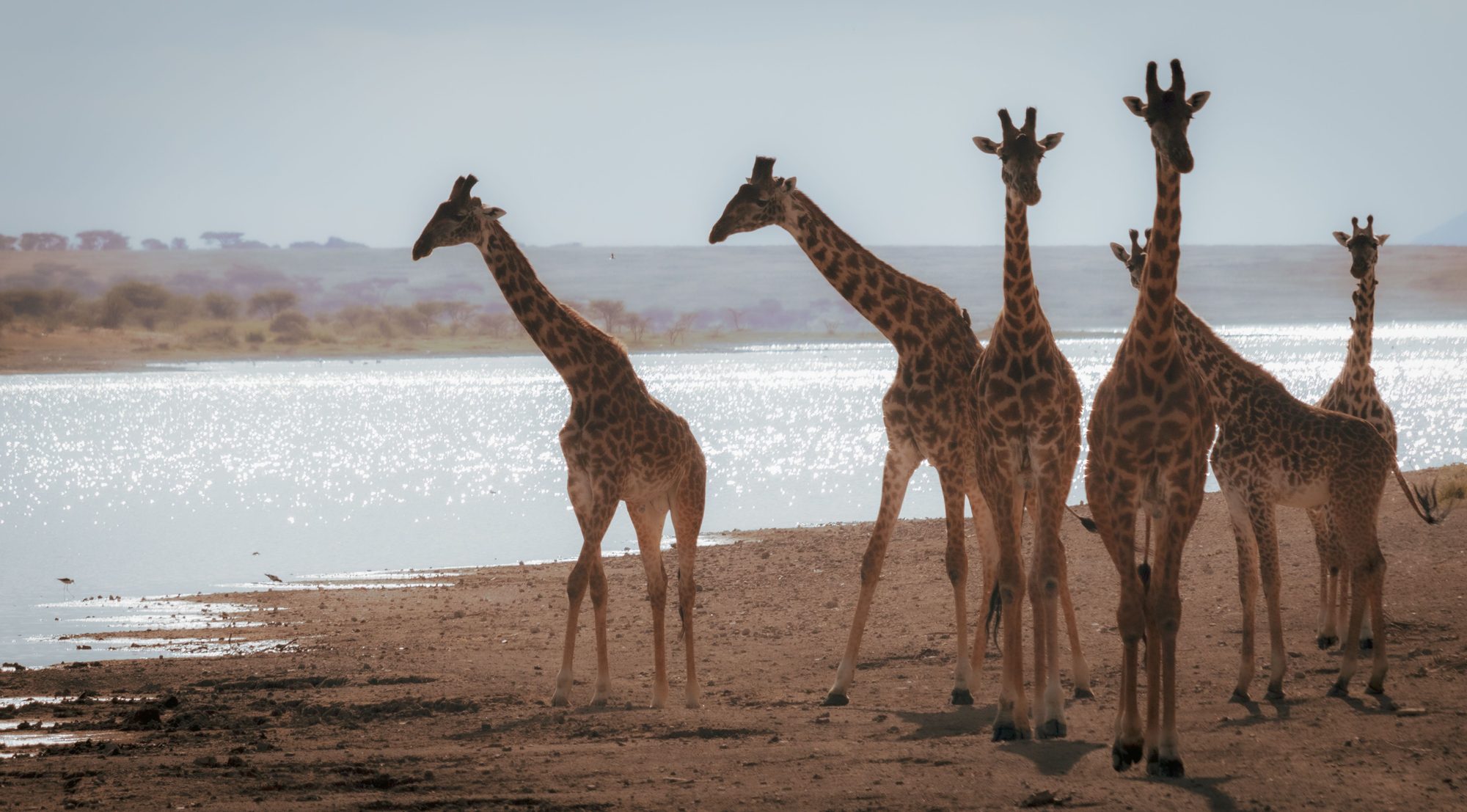 A herd of giraffe gathered at a shimmering waterhole in South Luangwa