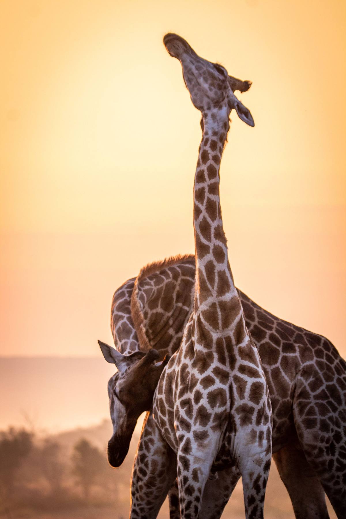 Two giraffe necking at golden sunset, South Luangwa