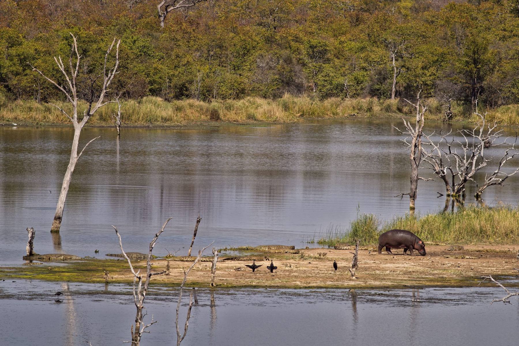 A hippo walking past basking crocodiles on a Luangwa River sandbank