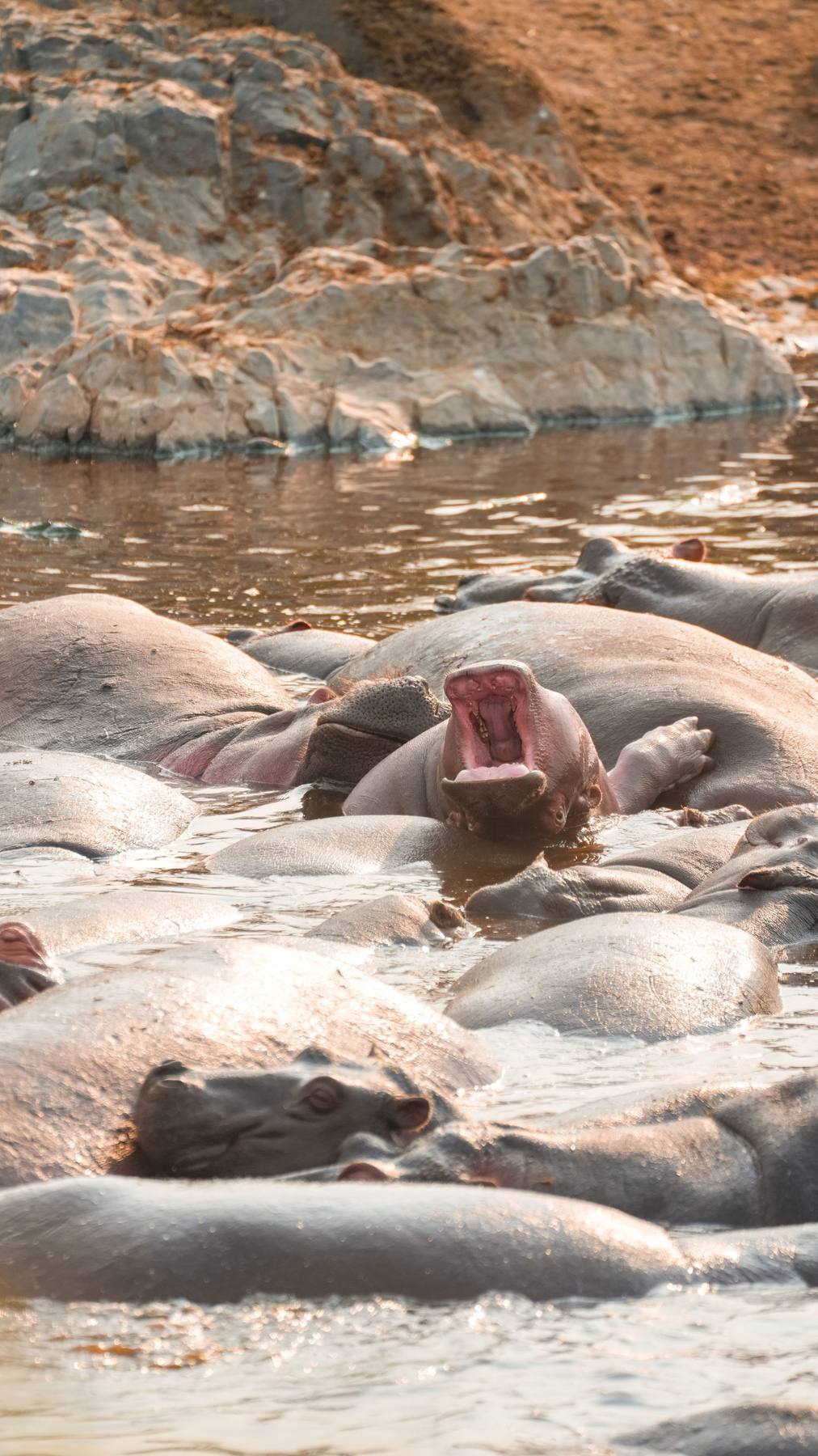 A hippo pod at sunset with one hippo yawning above the water, South Luangwa
