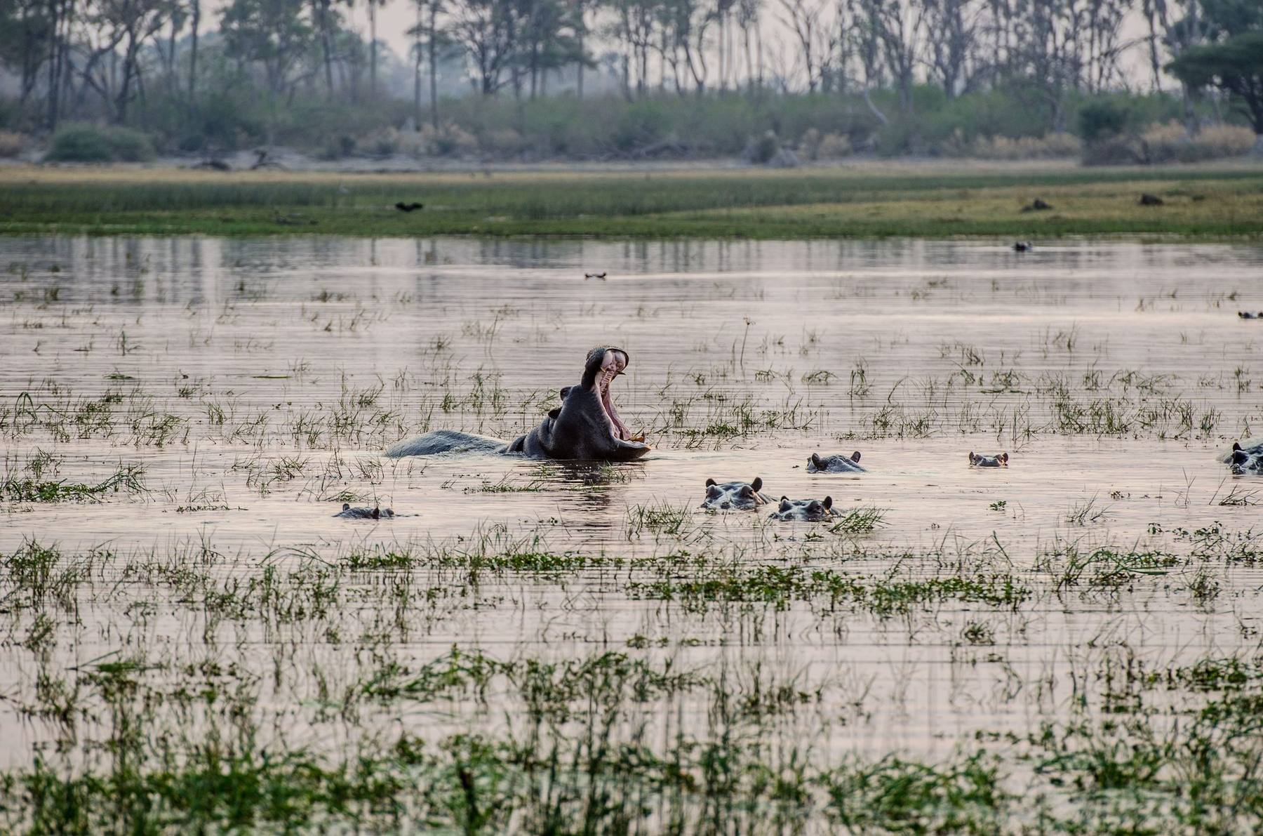 A hippo yawning wide amid its pod in a South Luangwa marsh