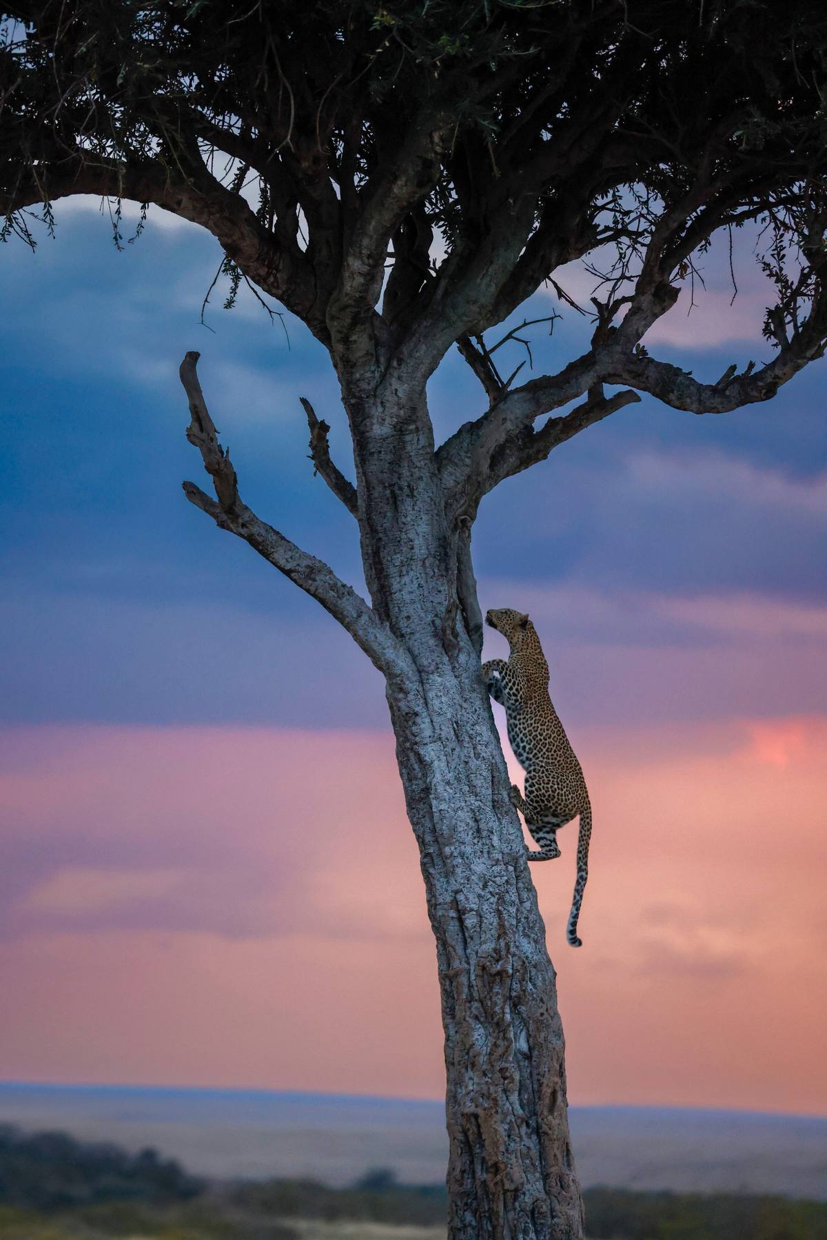 A leopard climbing a tree against a dusk sky, South Luangwa