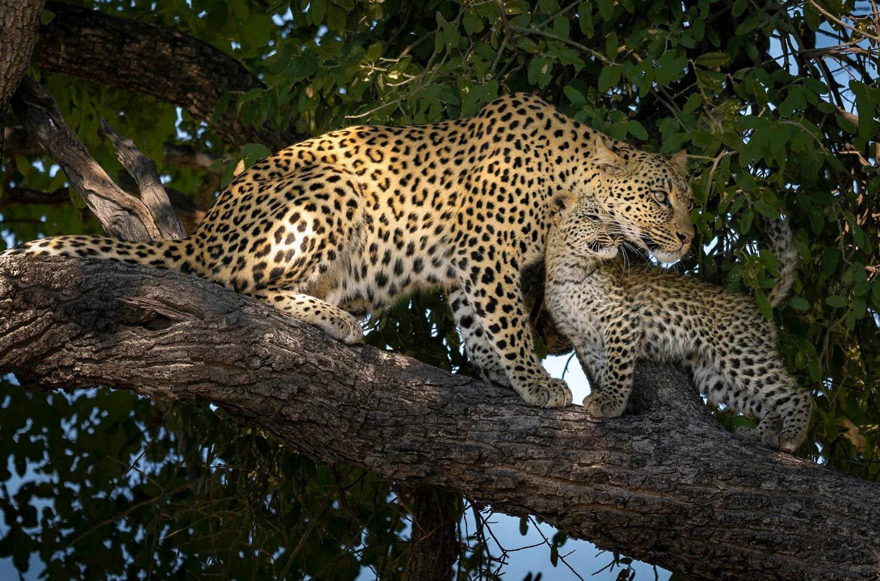A leopard and her cub together on a tree branch, South Luangwa