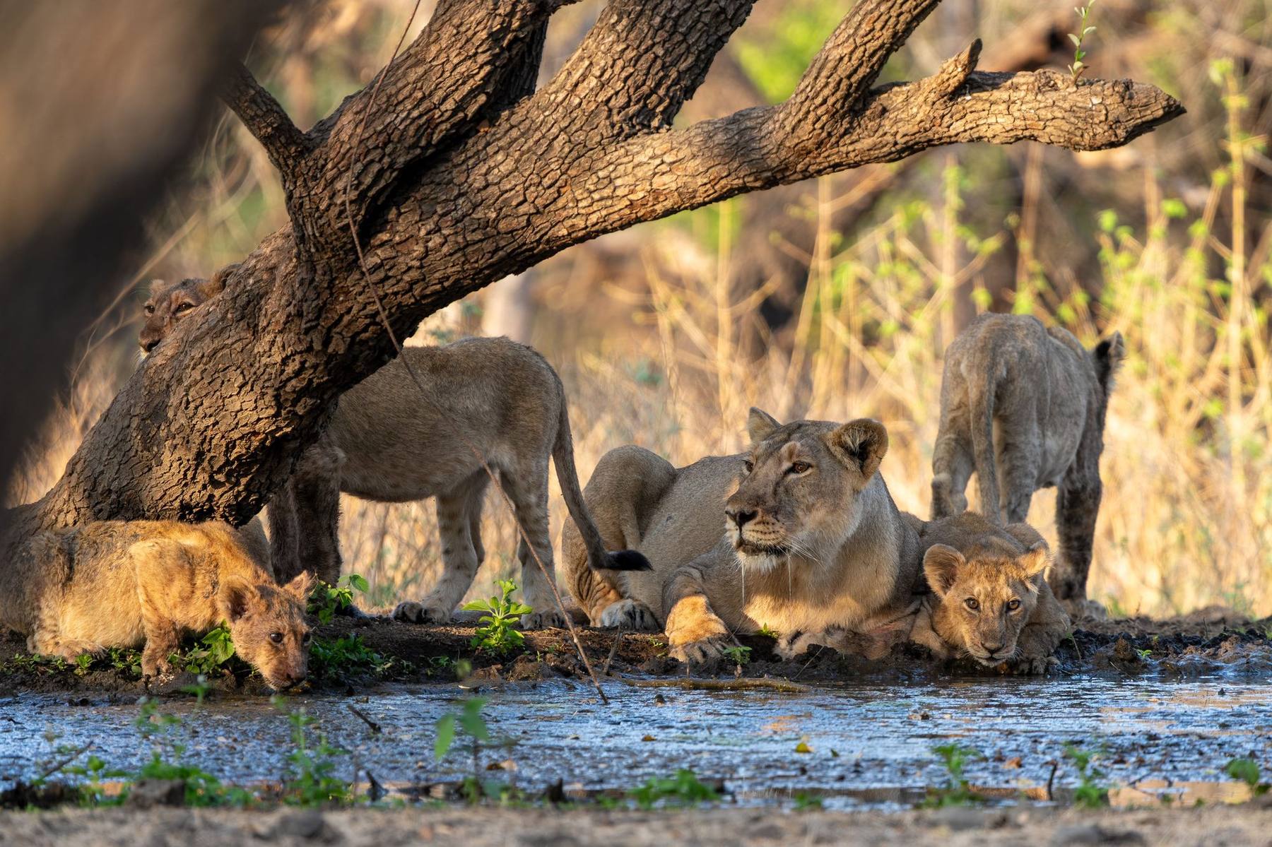 A lion pride with cubs drinking at a waterhole beneath a tree, South Luangwa