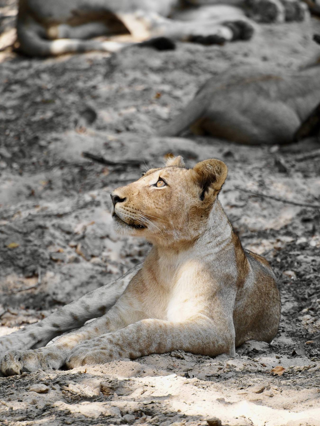 A lioness resting and alert beside her pride, South Luangwa