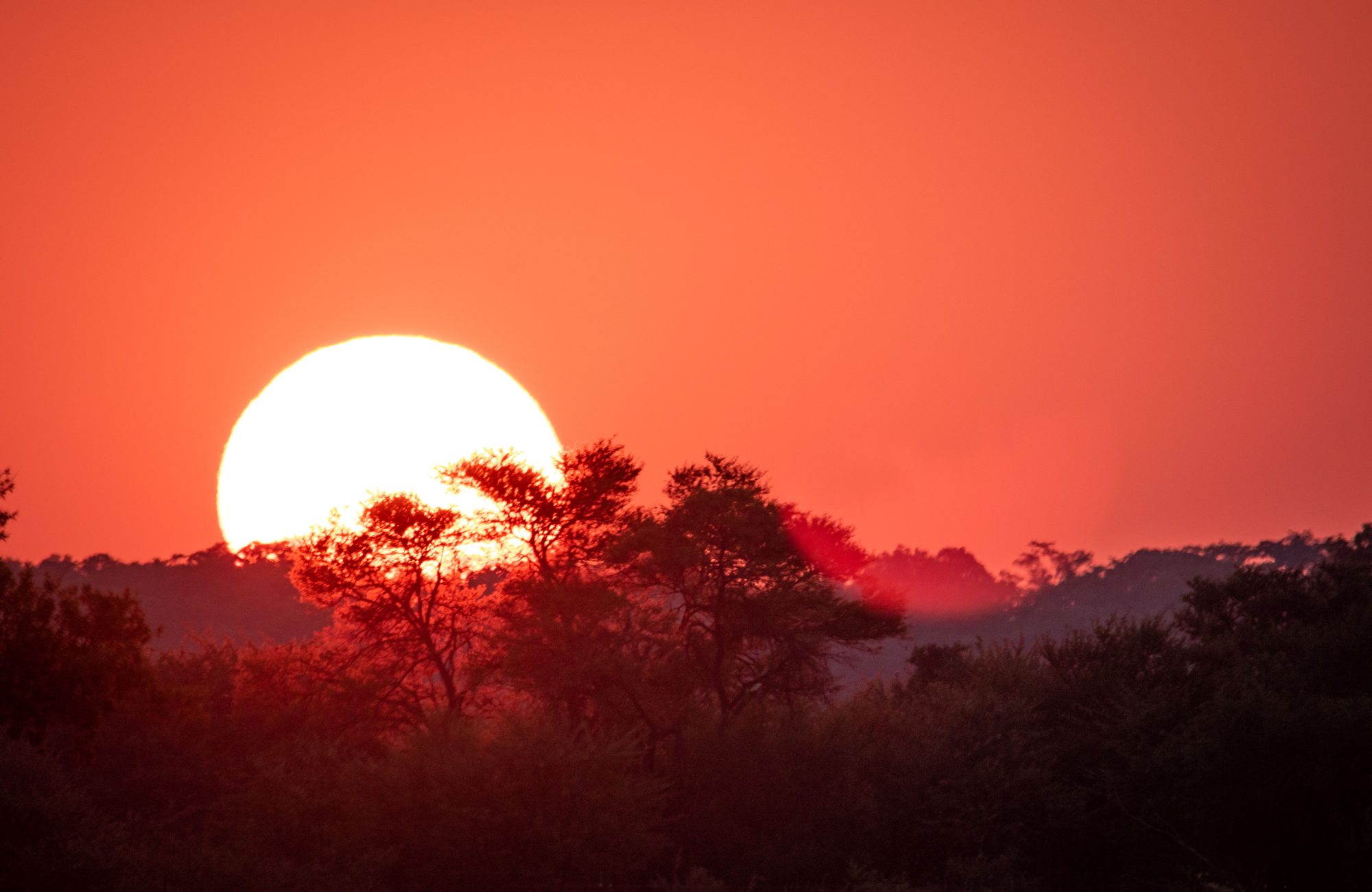 A bright white sun setting over the treeline, South Luangwa