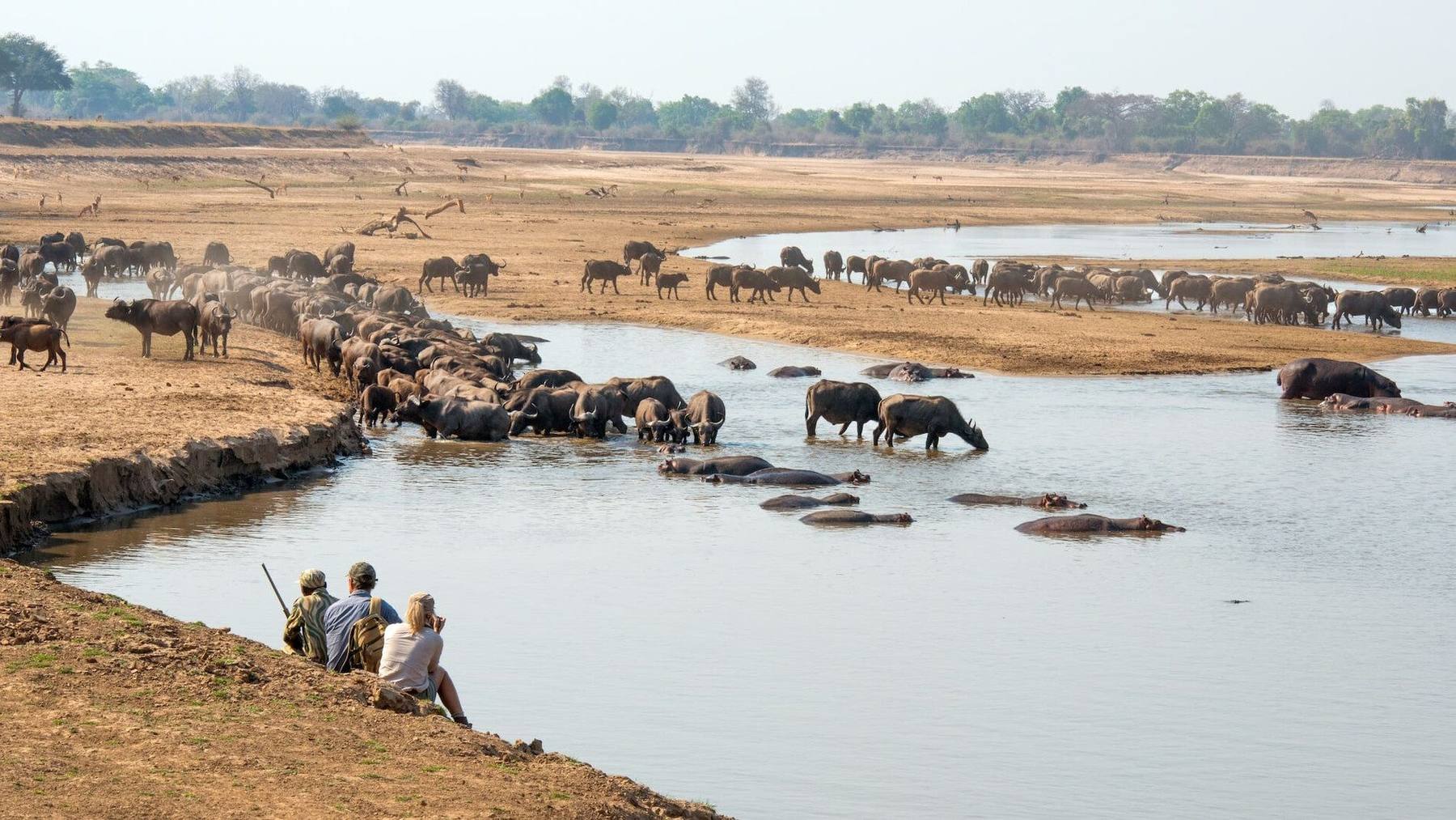 Guests and an armed guide on a walking safari watching buffalo and hippo at a South Luangwa river