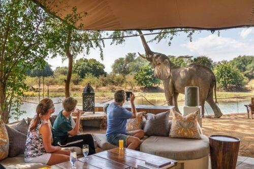 A wild elephant visiting the deck of a private Zambezi lodge, Mana Pools
