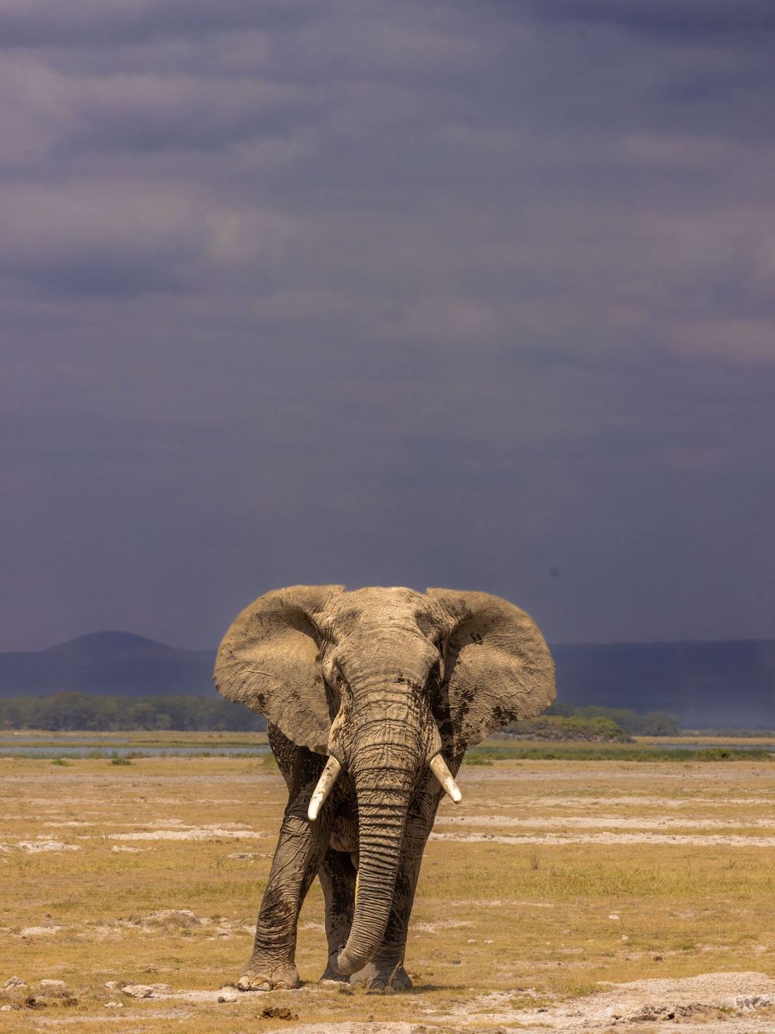 A lone elephant bull on the floodplain near the Zambezi, Mana Pools