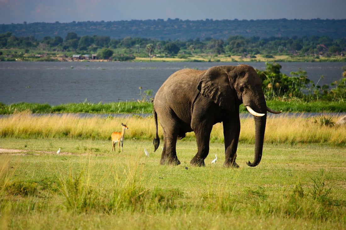 An elephant grazing beside the Zambezi River with egrets and antelope, Mana Pools