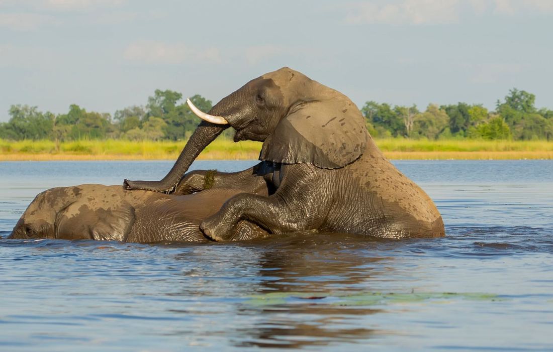 Elephants swimming and playing in the Zambezi River, Mana Pools