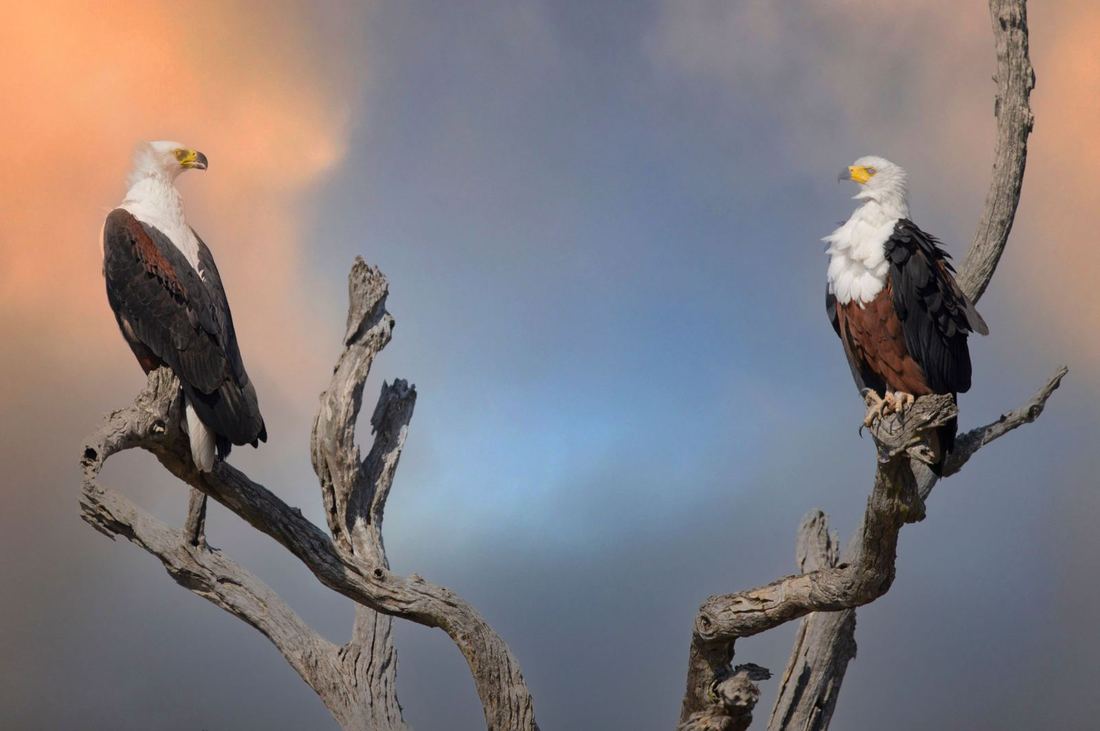 African fish eagles perched over the Zambezi River, Mana Pools, Zimbabwe