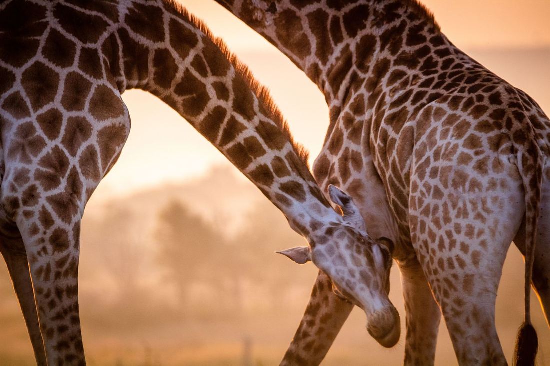Two giraffes at dawn on the Mana Pools wellness safari circuit, Zimbabwe