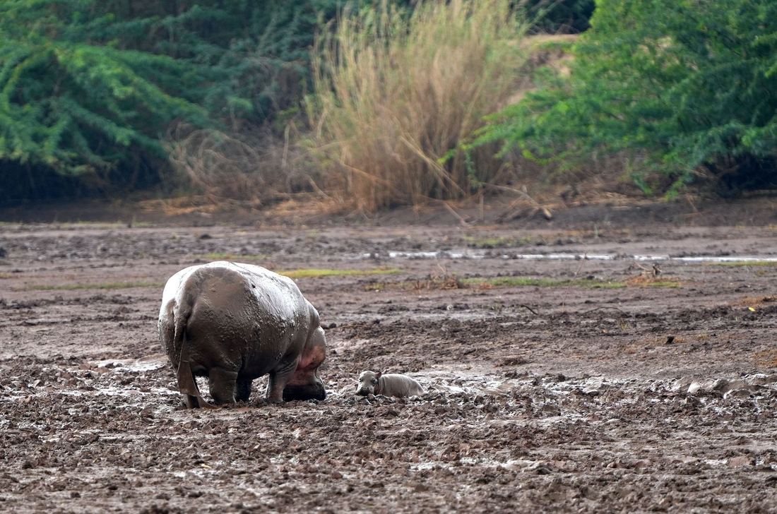 A hippo and calf resting in the mud at Mana Pools, Zimbabwe