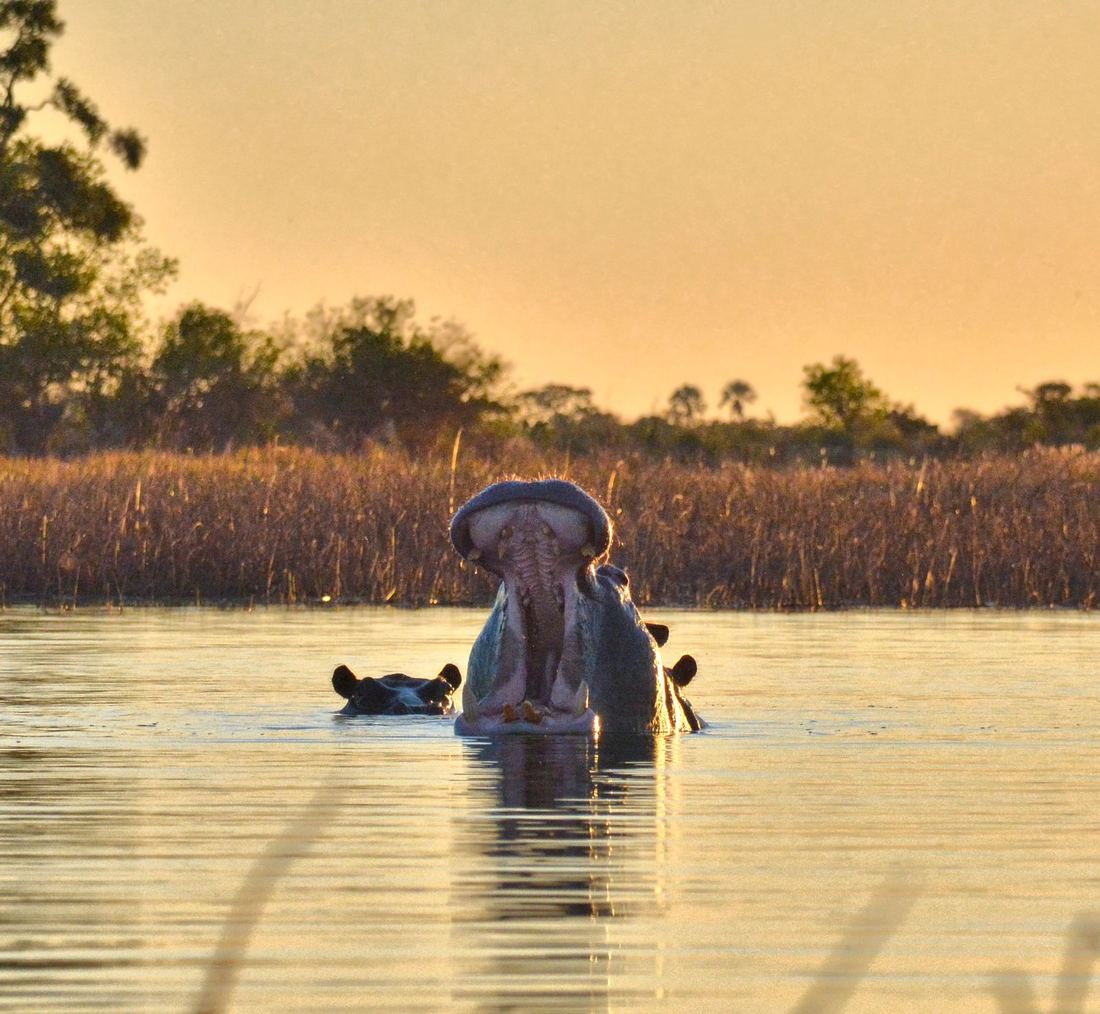 A pod of hippos in the Zambezi River at Mana Pools, Zimbabwe