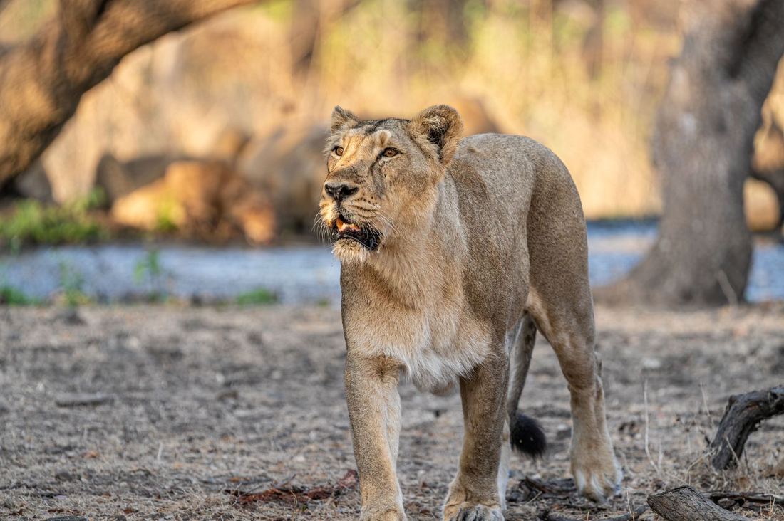 A lioness on a walking safari route near the Zambezi, Mana Pools, Zimbabwe
