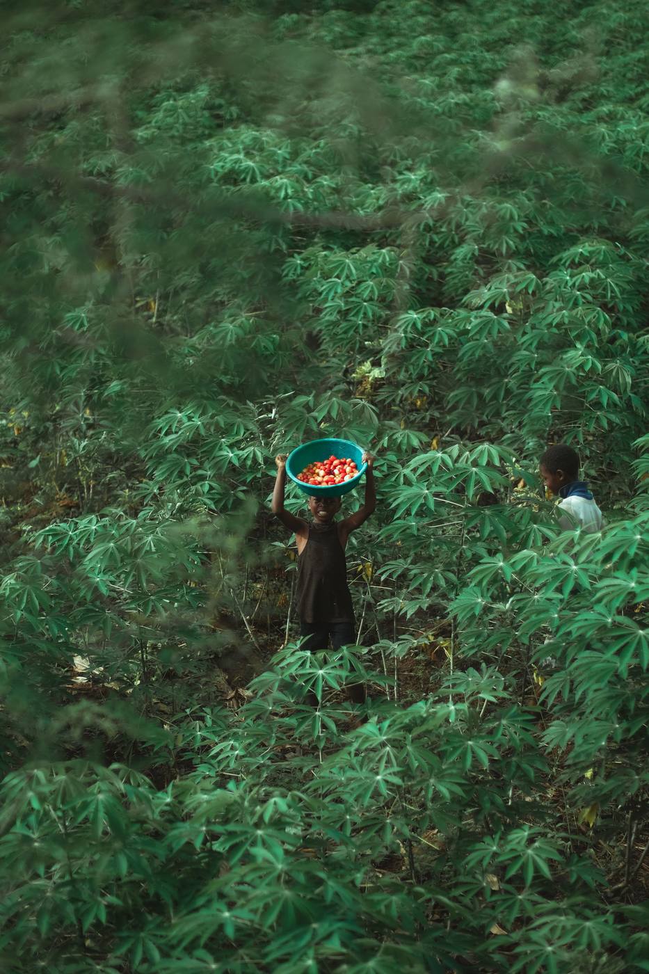 A child carrying a bowl of tomatoes through a cassava field on a village walking tour near Lake Malawi